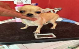 Chihuahua perros en venta: CHIHUAHUA MINI 1kilo 5 meses - Imagen 6