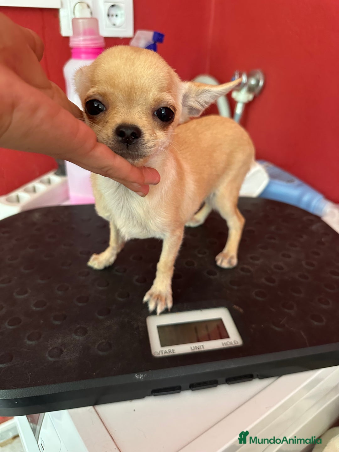 Chihuahua perros en venta: CHIHUAHUA MINI 1kilo 5 meses - Imagen 6