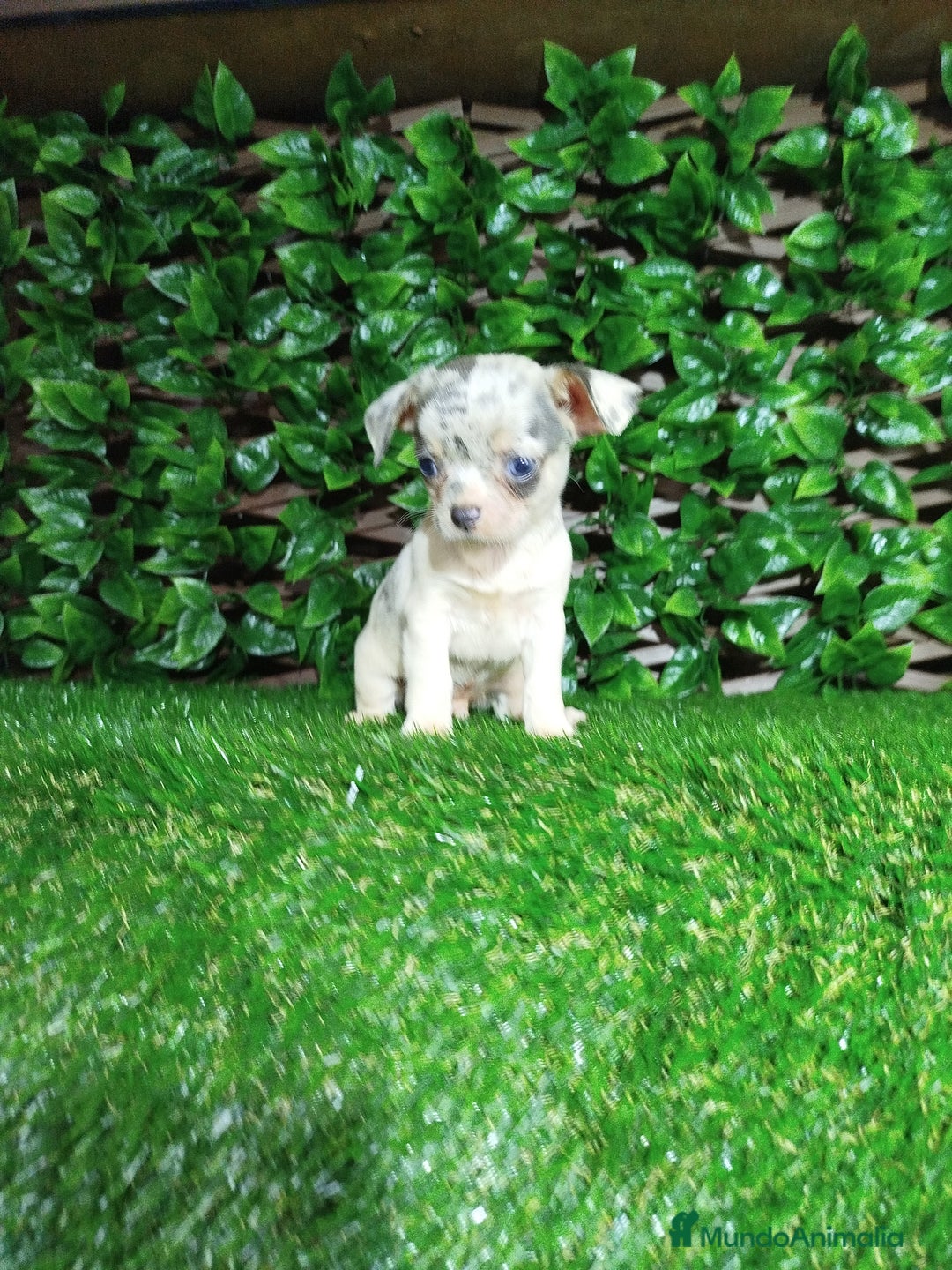 Chihuahua perros en venta: Chihuahuas toy  - Anuncio 3