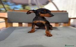 Pinscher Miniatura perros en venta: Mini-pinscher hembra  - Imagen 11