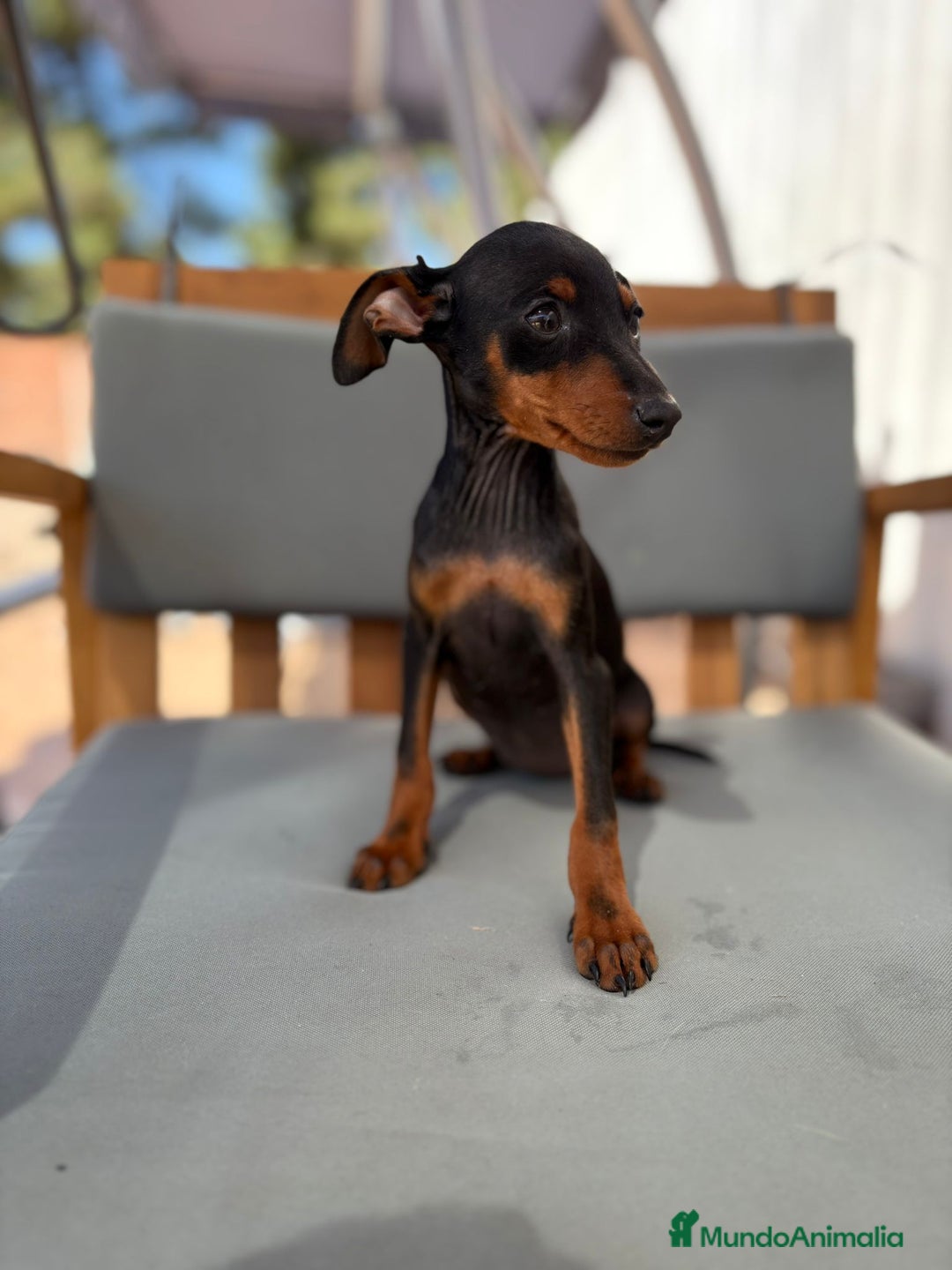 Pinscher Miniatura perros en venta: Mini-pinscher hembra  - Imagen 11