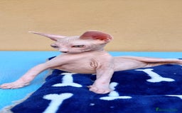Sphynx gatos en venta: Preciosa hembrita ojos claros  - Imagen 3