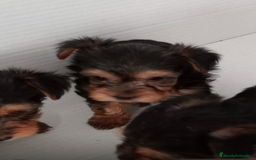 Yorkshire Terrier perros en venta: Yorkshire - Imagen 3