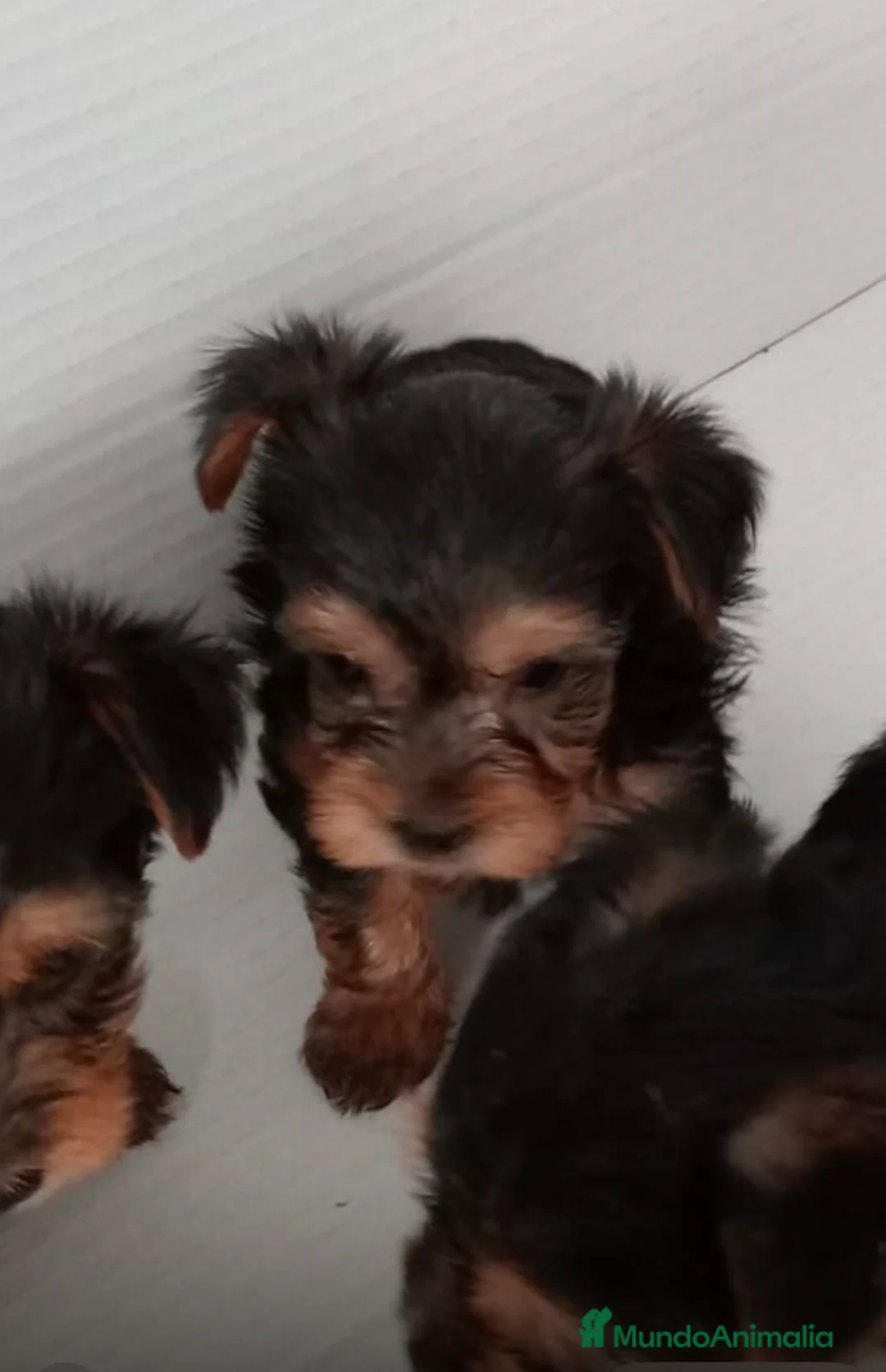 Yorkshire Terrier perros en venta: Yorkshire - Anuncio 3