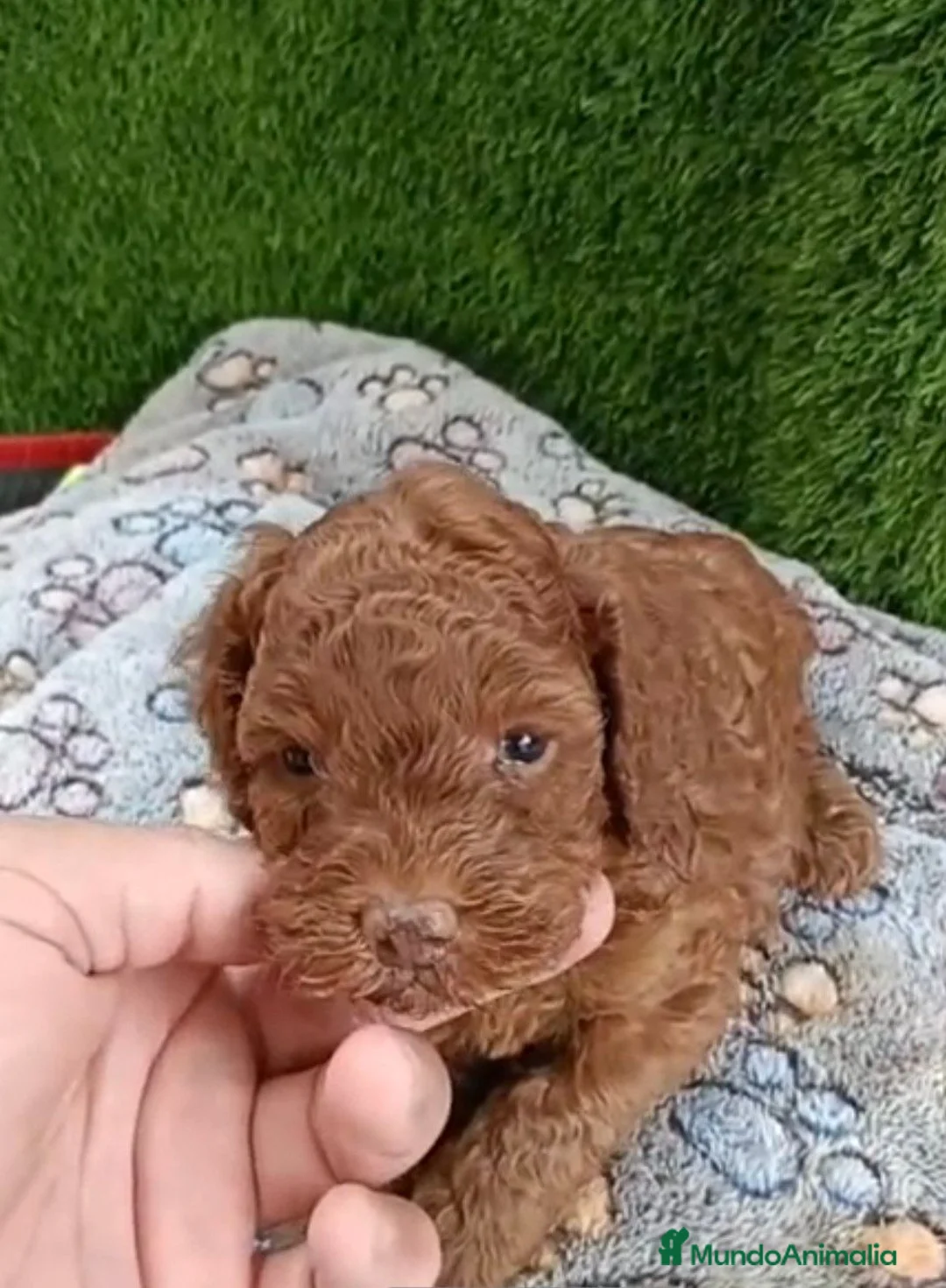 Caniche Toy perros en venta: Caniches toy rojos pimentón  - Anuncio 1
