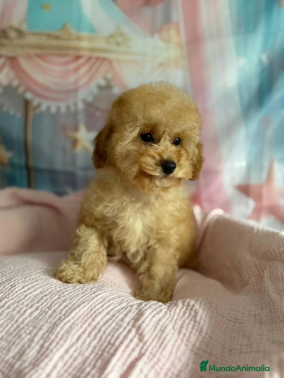 Caniche Toy perros en venta: Caniche toy hembra apricot - Anuncio 4