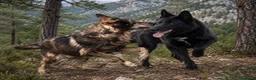 Perro Lobo Checoslovaco perros en venta: PERRO LOBO  - Anuncio 2