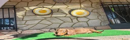 Teckel perros en venta: Teckel kaninchen - Anuncio 6