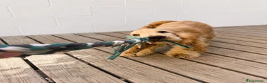 Cocker Spaniel Inglés 1