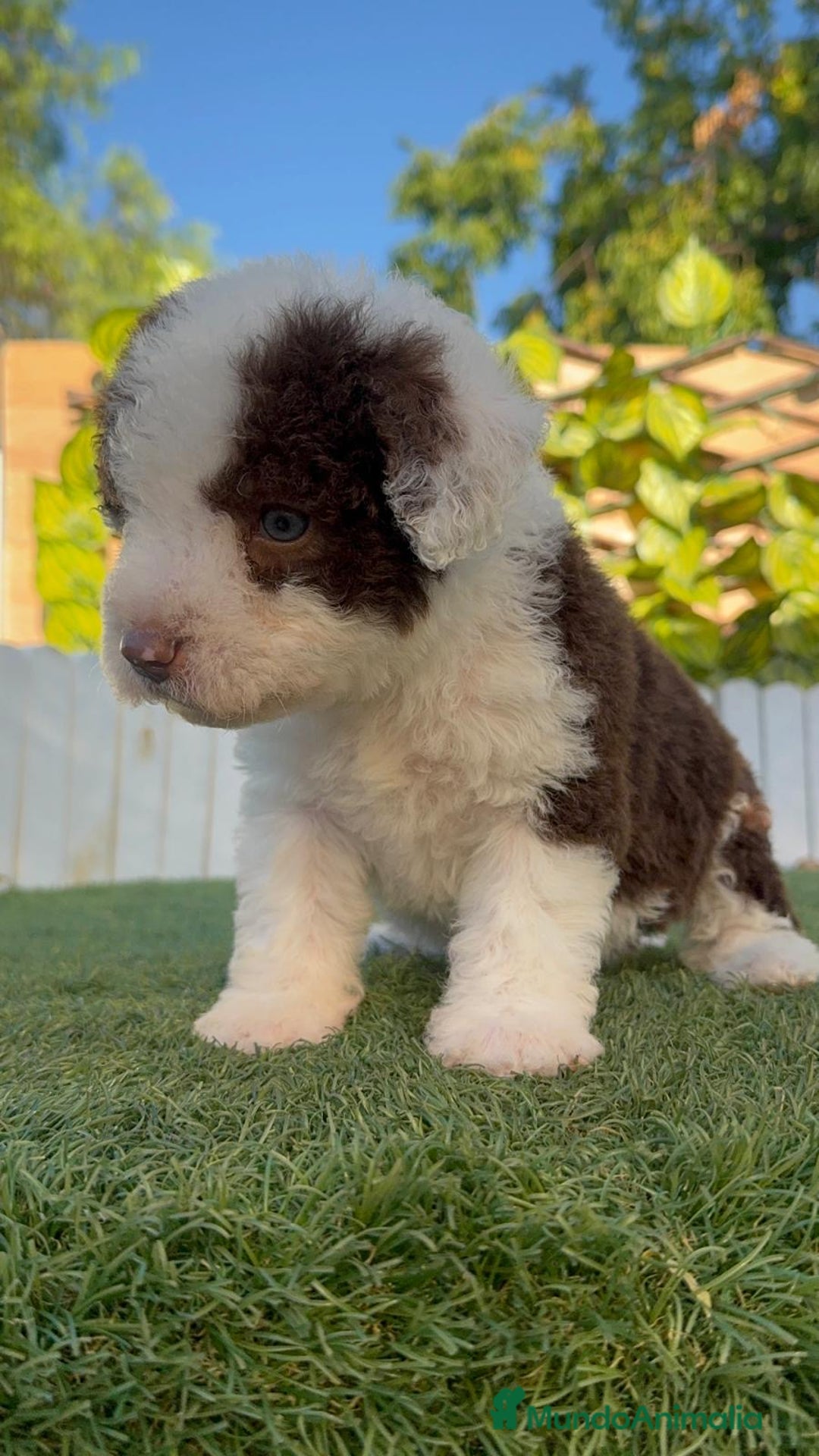 Perro de Agua Español perros en venta: PERRO DE AGUA macho - Imagen 9