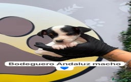 Ratonero Bodeguero Andaluz perros en venta: 🐶Camada de bodeguero andaluz disponible 🐶 - Imagen 1