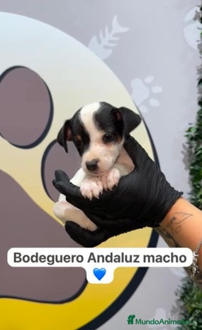 Ratonero Bodeguero Andaluz perros - Anuncio 3