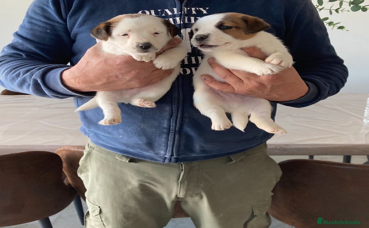 Jack Russell Terrier perros - Anuncio 3
