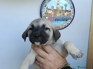 Mastín Español perros Últimas mastines disponibles para entregar! - Anuncio 1