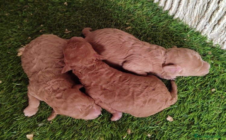 Caniche Toy perros - Anuncio 5