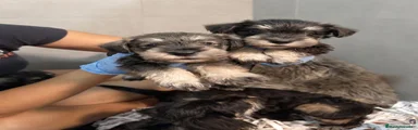 Schnauzer Miniatura Macho