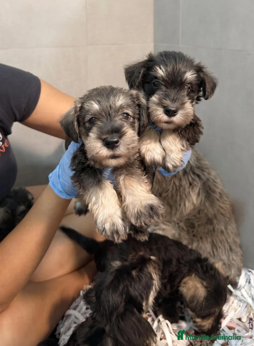 Schnauzer Miniatura perros en venta: SCHNAUZER MINI - NUEVA CAMADA ✅ - Anuncio 2