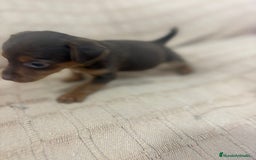 Pinscher Miniatura perros en venta: Pinscher miniatura chocolate  - Imagen 25