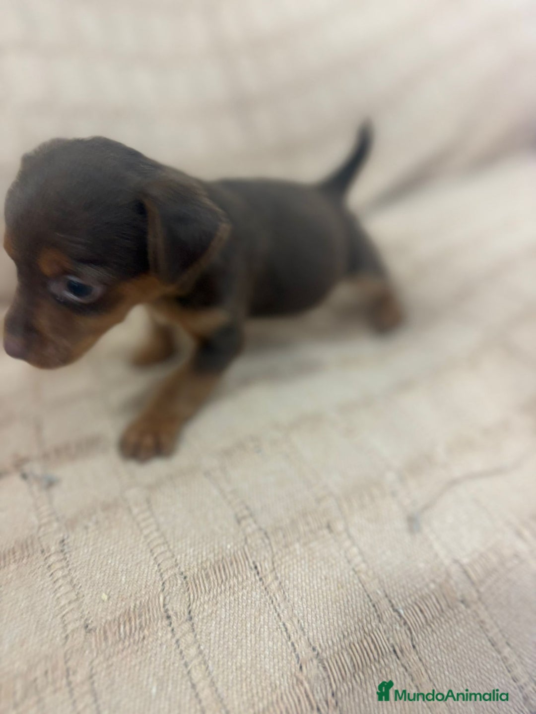 Pinscher Miniatura perros en venta: Pinscher miniatura chocolate  - Imagen 25