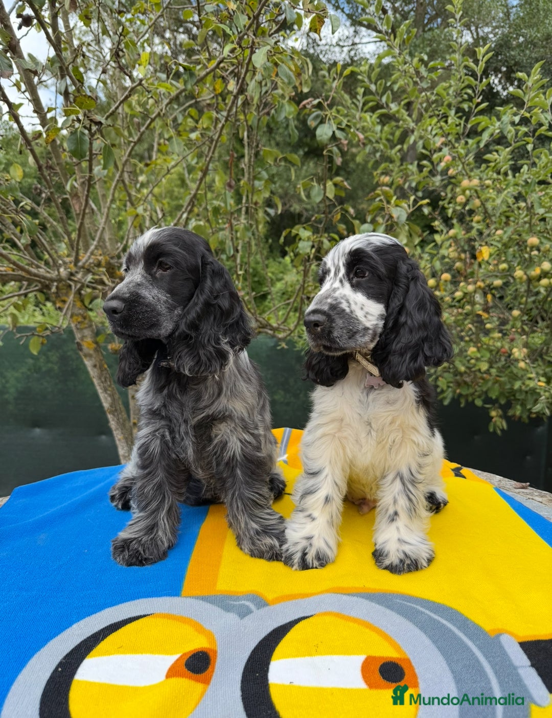 Cocker Spaniel Inglés perros en venta: Excelentes cachorros cocker spaniel ingles - Imagen 3