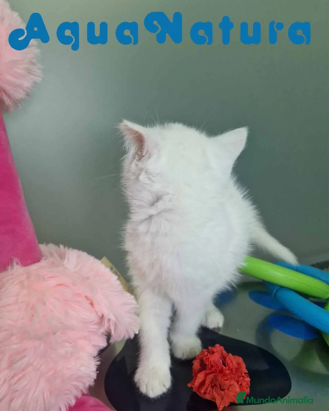 Británico de Pelo Corto gatos en venta: British Shorthair Hembra 1740 AQUANATURA - Anuncio 4