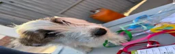 Jack Russell Terrier perros en venta: Jack rusell terrier  - Anuncio 11