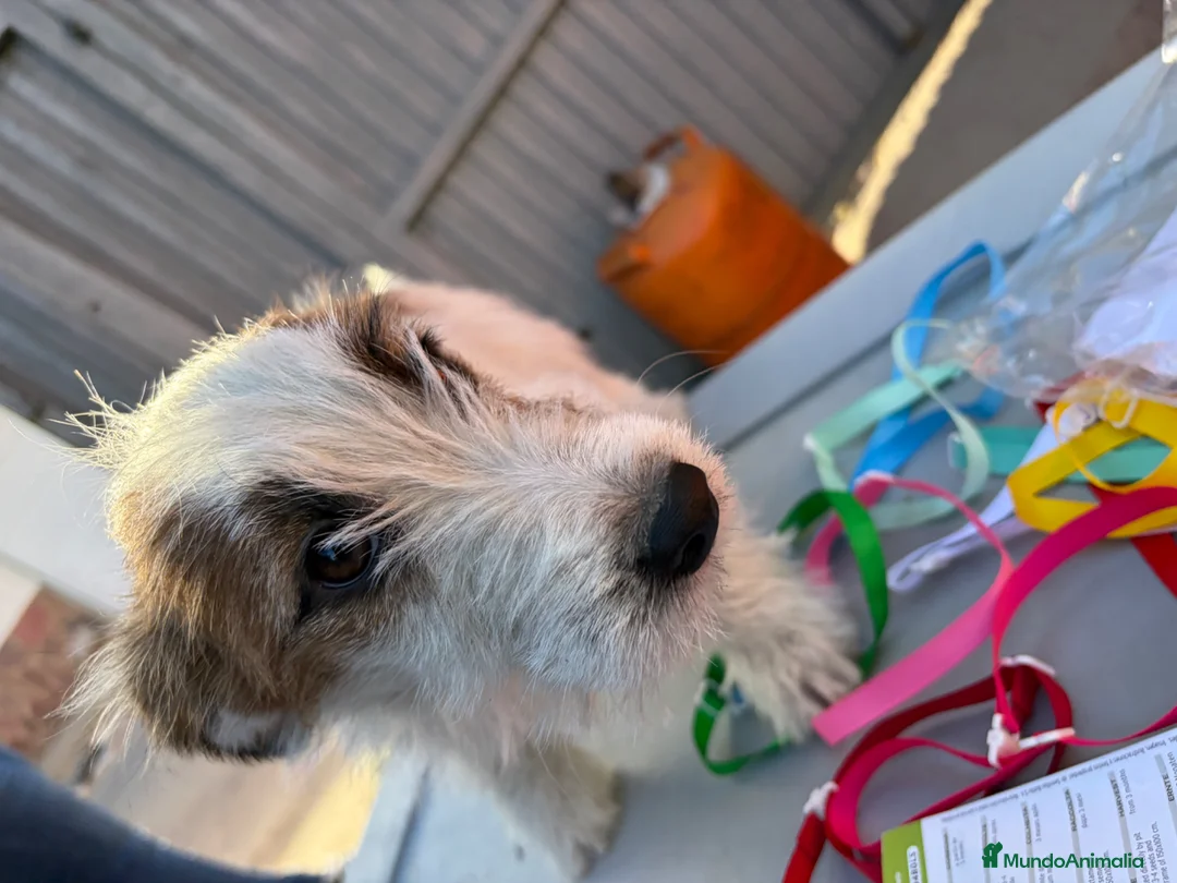 Jack Russell Terrier perros en venta: Jack rusell terrier  - Anuncio 11