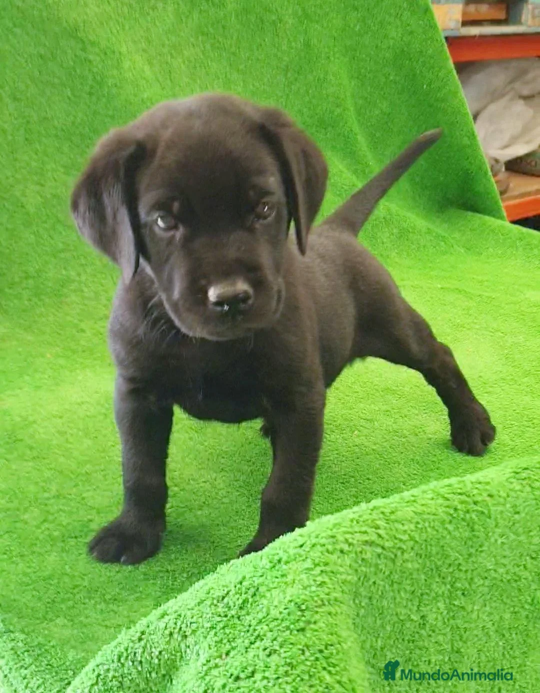 Labrador Retriever perros en venta: Labrador Retriever  - Anuncio 2