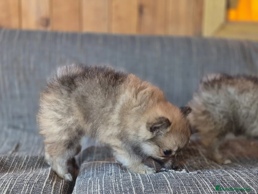 Pomerania perros en venta: Bellos Cachorros de Pomerania  - Anuncio 4