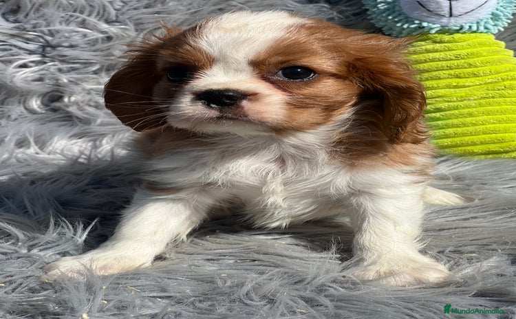 Cavalier King Charles Spaniel perros - Anuncio 20