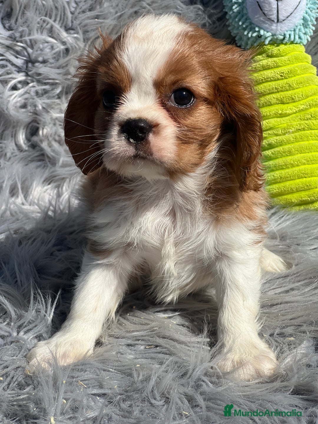 Cavalier King Charles Spaniel perros en venta: Cavalier macho blenheim - Imagen 1