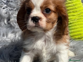 Cavalier King Charles Spaniel perros - Anuncio 29
