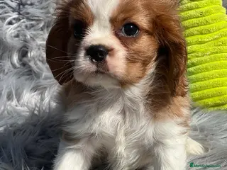 Cavalier King Charles Spaniel perros Cavalier macho blenheim - Anuncio 17