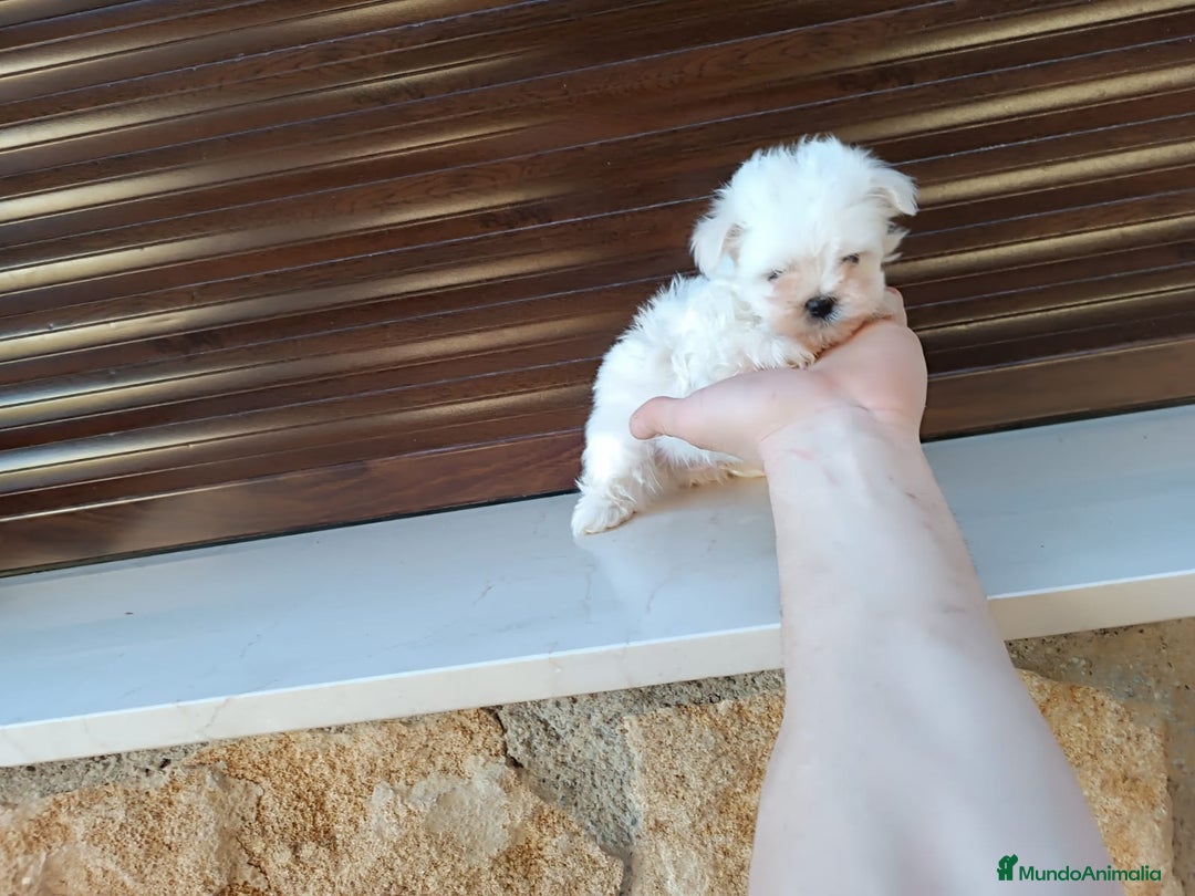 Maltipoo perros en venta: Maltipoo  - Anuncio 4