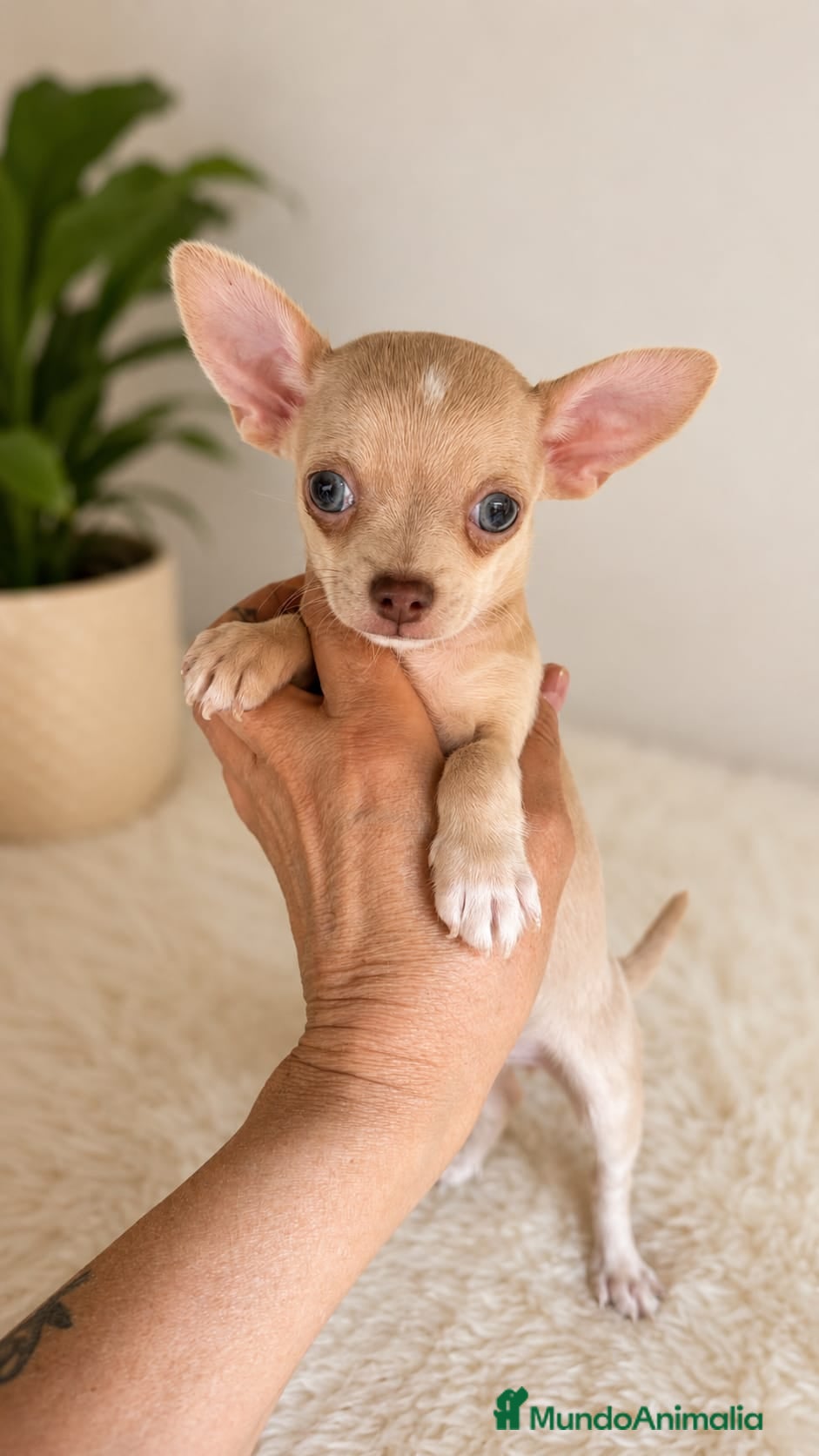 Chihuahua perros Chihuahuas toy - Anuncio 1