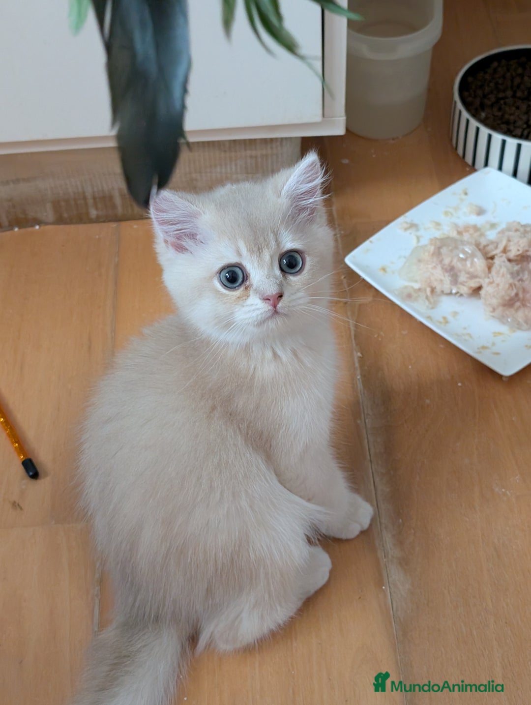 Británico de Pelo Corto gatos en venta: British shorthair en variedad golden - Imagen 6