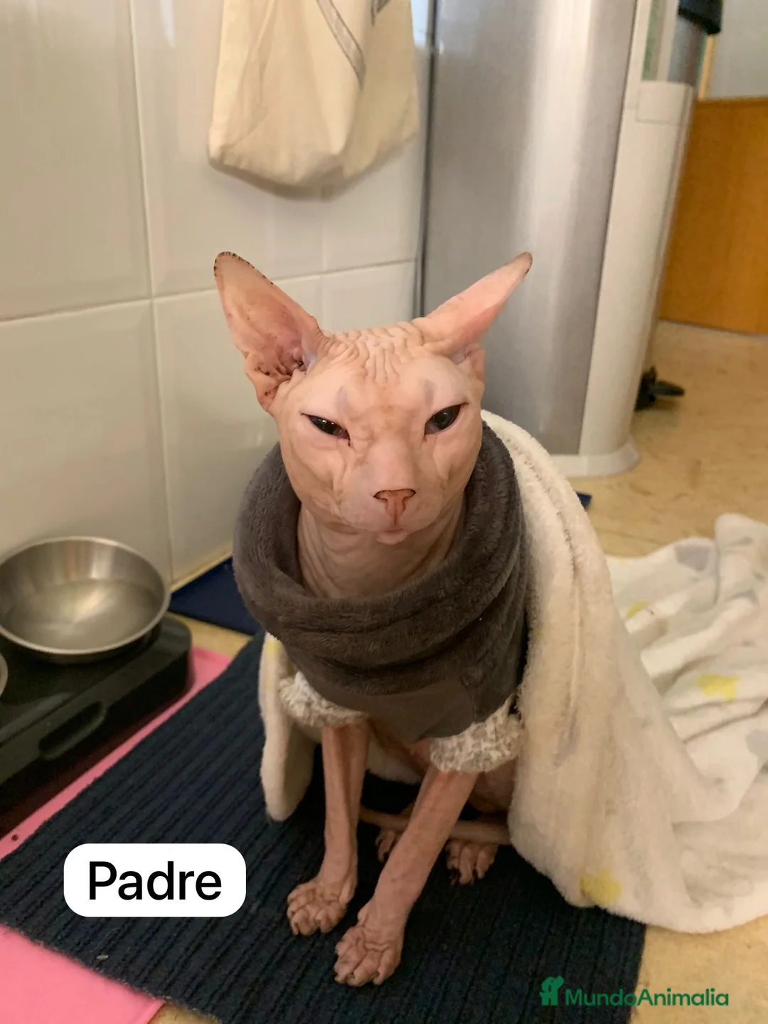 Sphynx gatos en venta: Encantadores Don Sphynx en Madrid - Anuncio 4