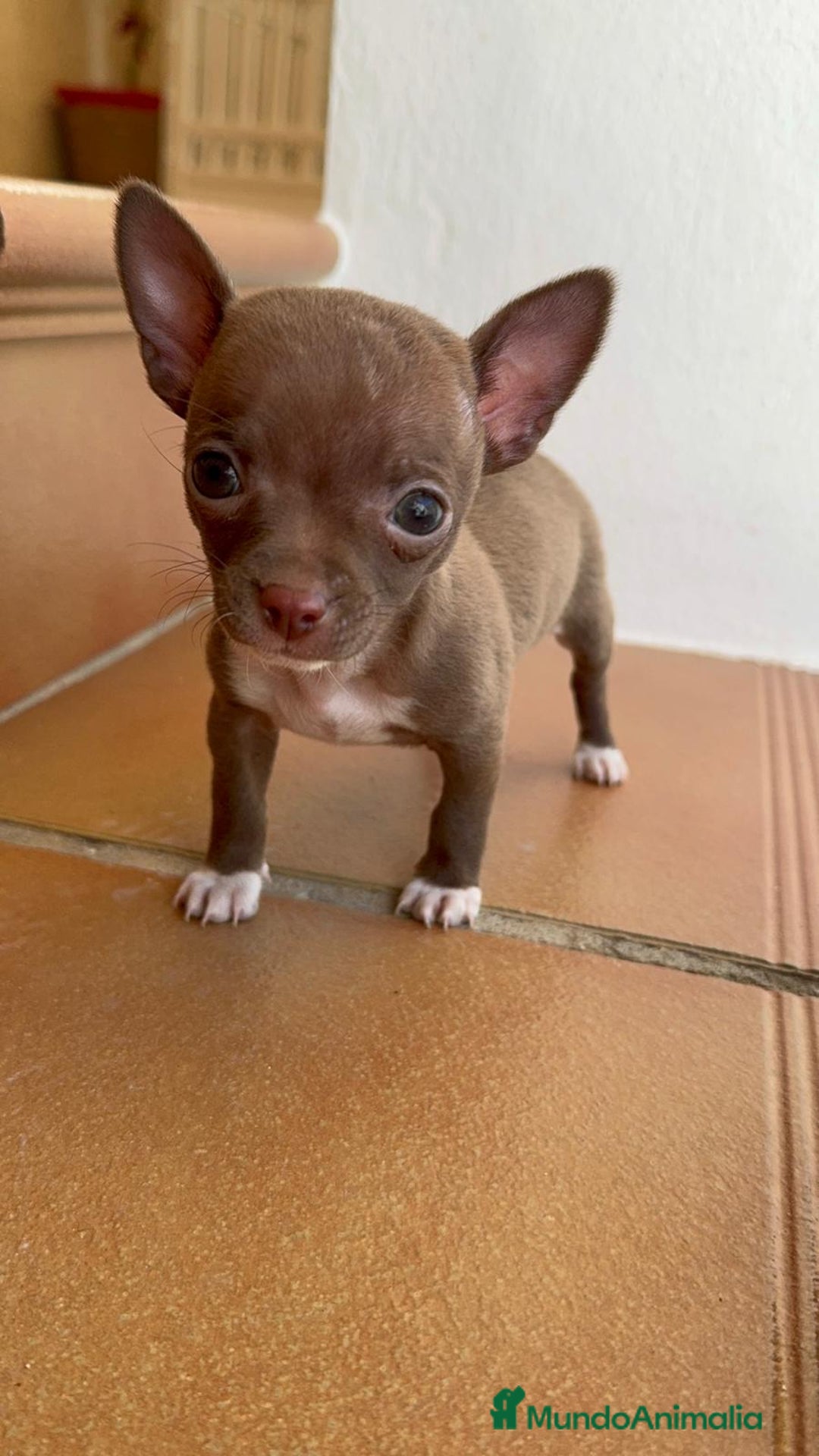 Chihuahua perros en venta: CHIHUAHUA HEMBRA - Anuncio 3