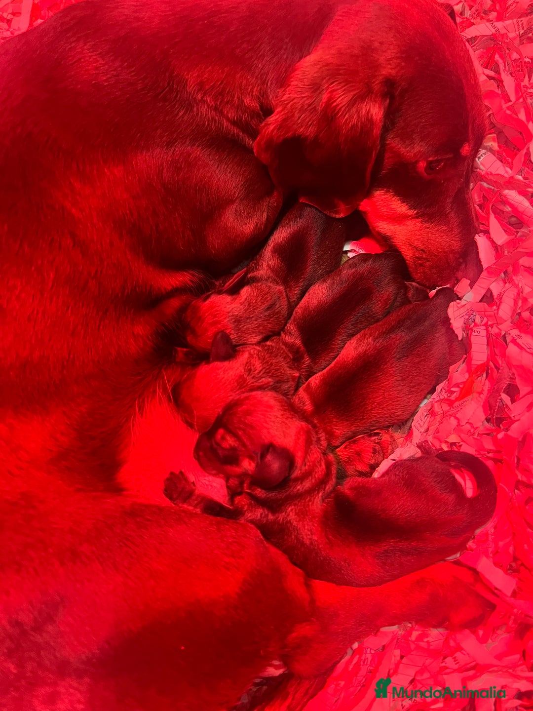 Teckel Miniatura perros en venta: Teckel miniatura criadero valencia Madrid Barcelo en Valencia - Imagen 4