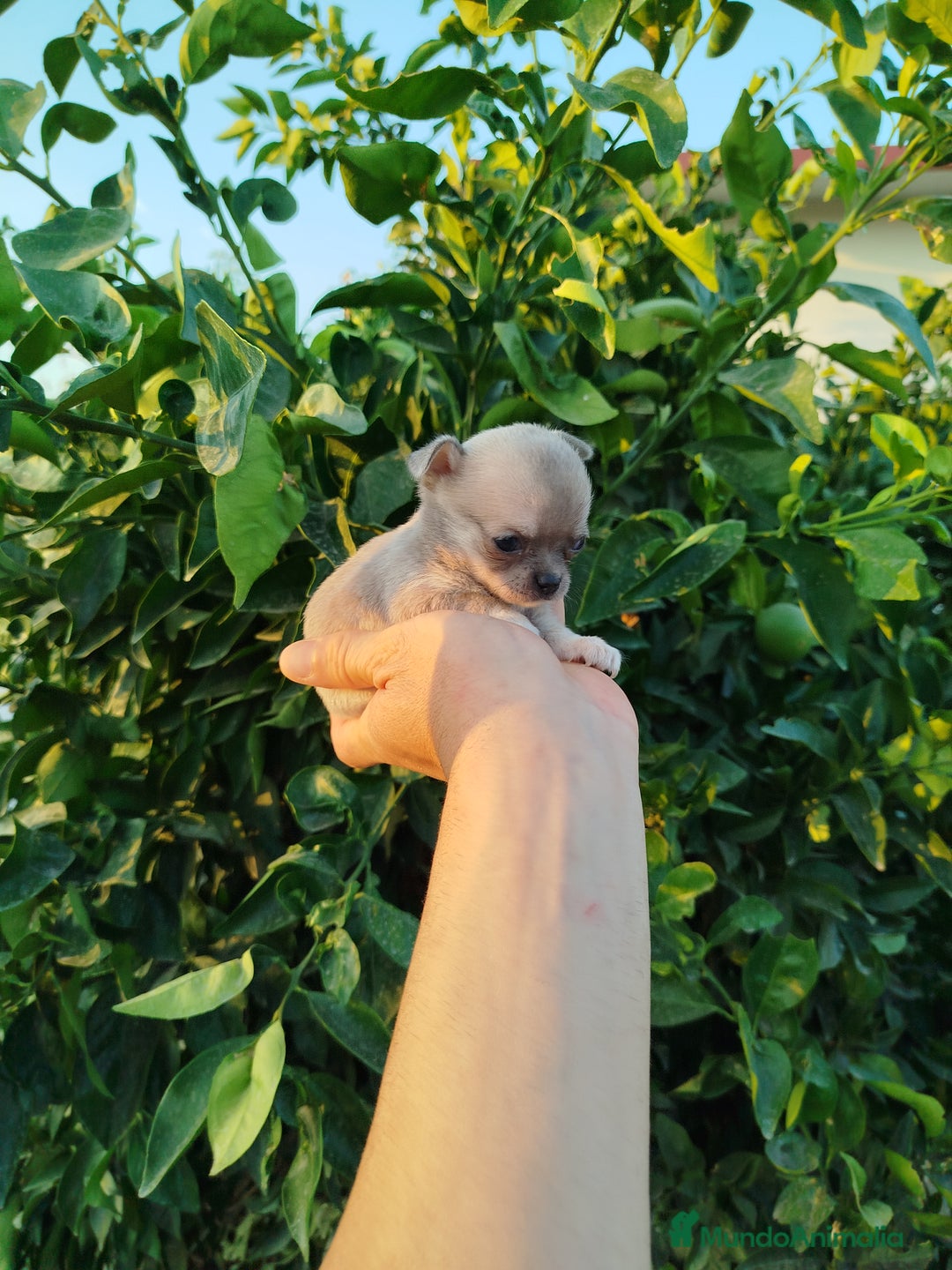 Chihuahua perros en venta: Chihuahua toy - Imagen 4