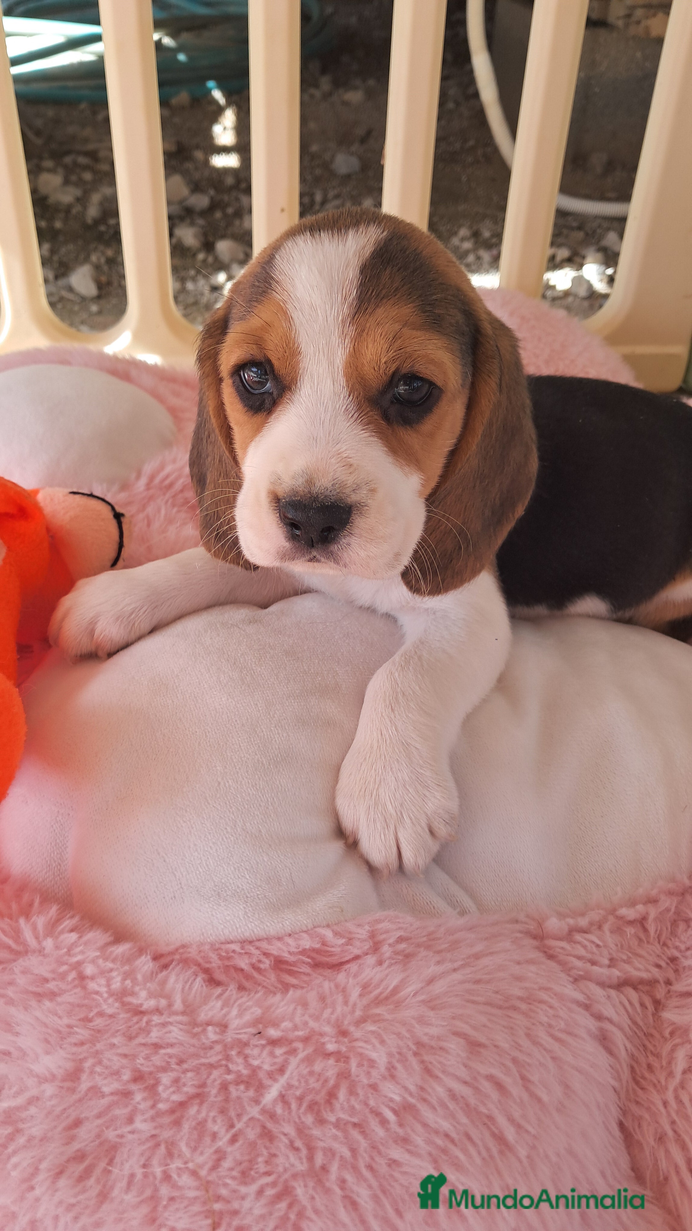 Beagle perros Bebés Beagles  - Anuncio 1