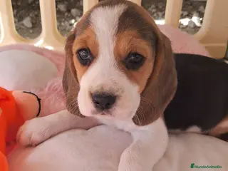 Beagle perros Bebés Beagles - Anuncio 1