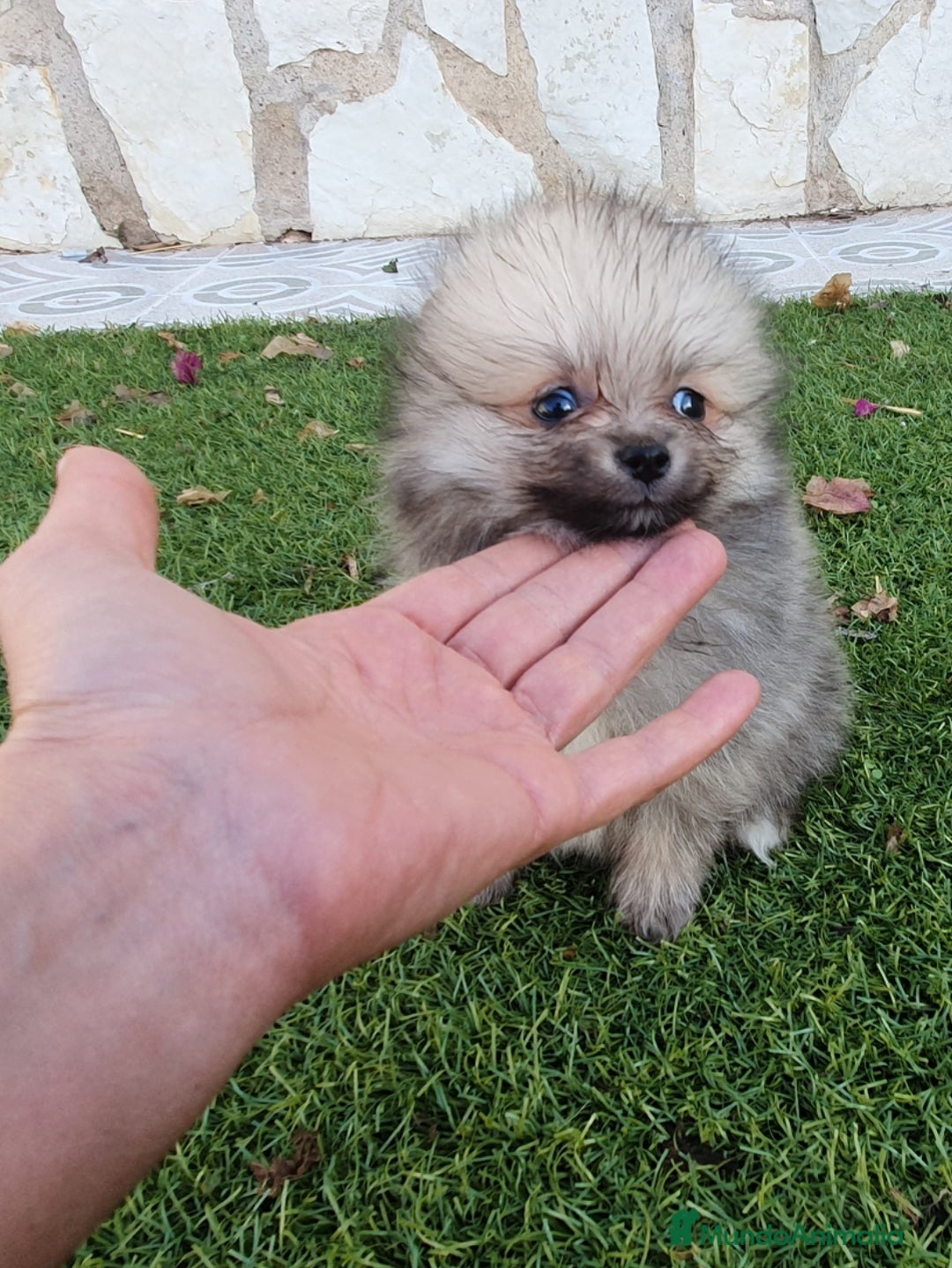 Pomerania perros en venta: Pomeranias Mini Preciosos  - Anuncio 3