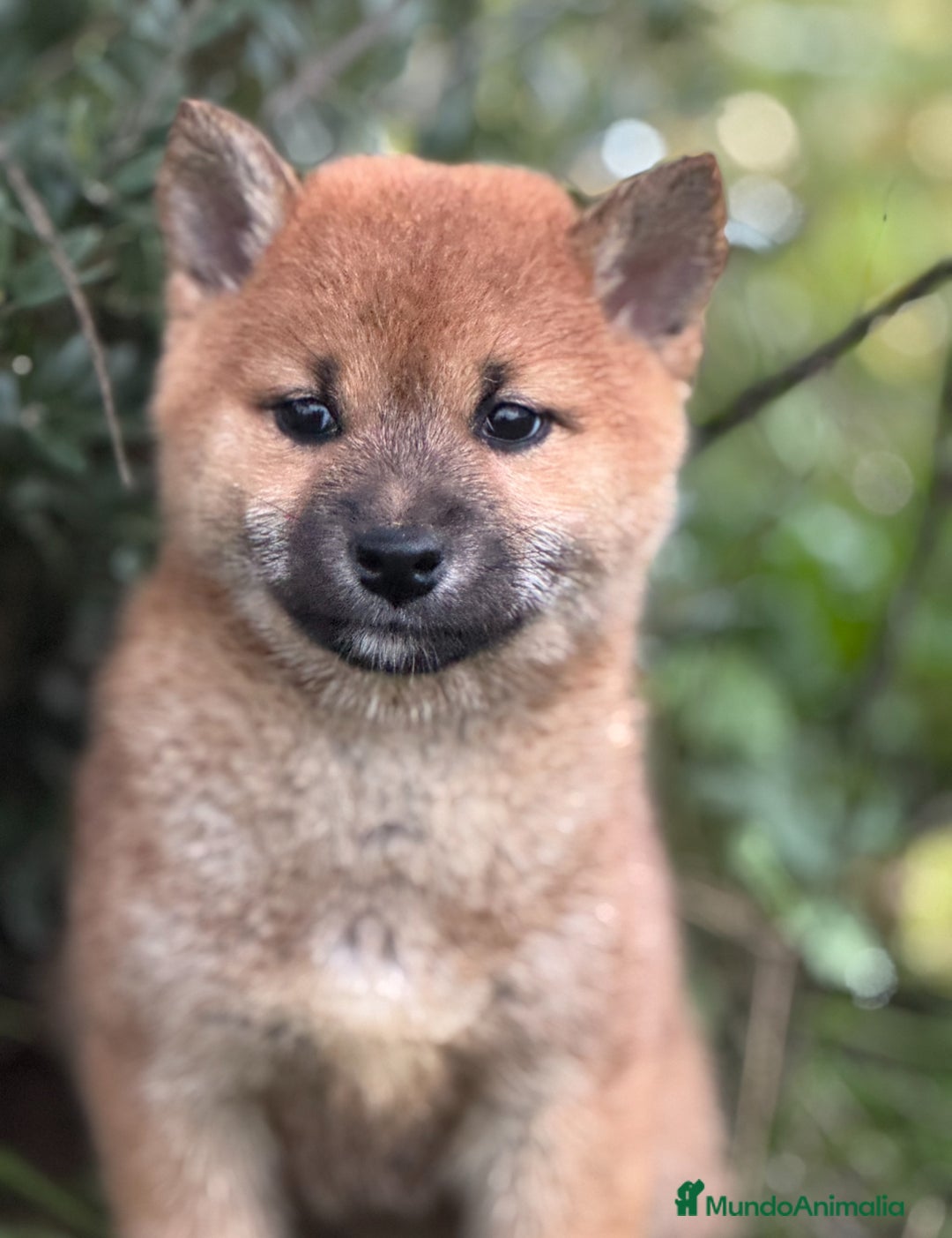 Shiba Inu perros en venta: Exclusivos Shiba Inu  - Anuncio 3