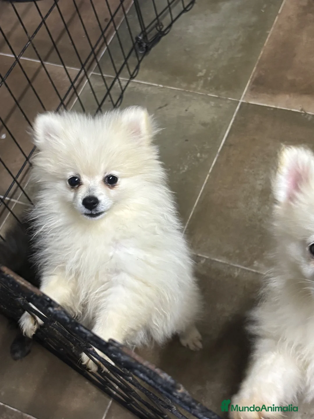 Pomerania perros en venta: Pomeranias🐻 - Anuncio 1