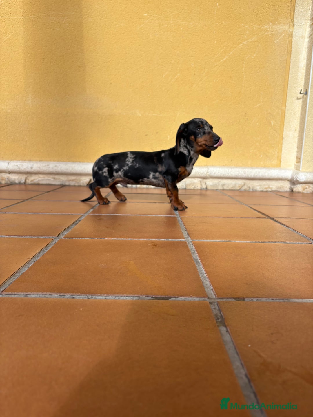 Teckel Miniatura perros en venta: Teckel miniatura macho arlequín Merle plata  - Anuncio 15
