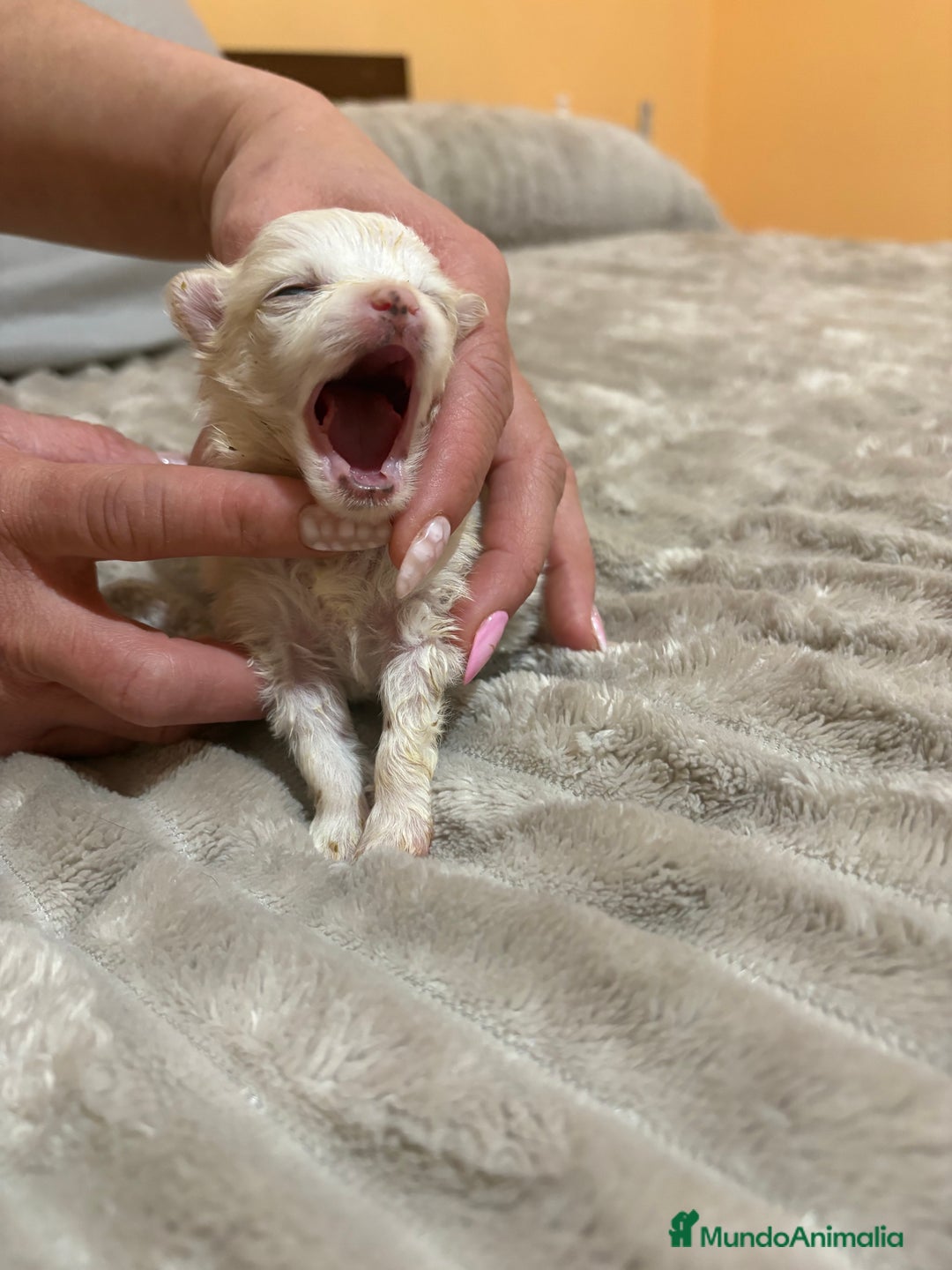 Pomerania perros en venta: Lulu Pomerania Toy party naranja hembra  - Anuncio 8