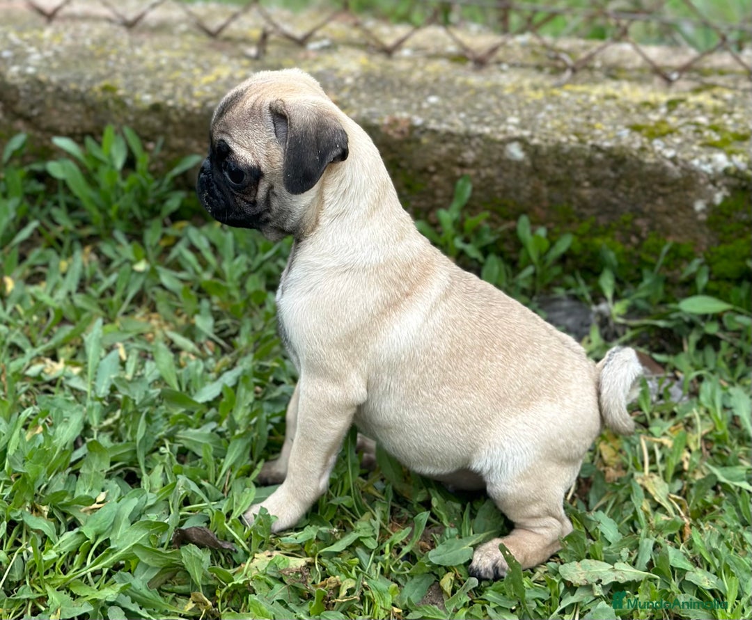Carlino - Pug perros en venta: CARLINO PUG ARENA MACHO DISPONIBLE en Barcelona - Imagen 2