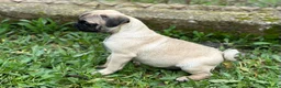 Carlino - Pug perros en venta: CARLINO PUG ARENA MACHO DISPONIBLE en Barcelona - Anuncio 2