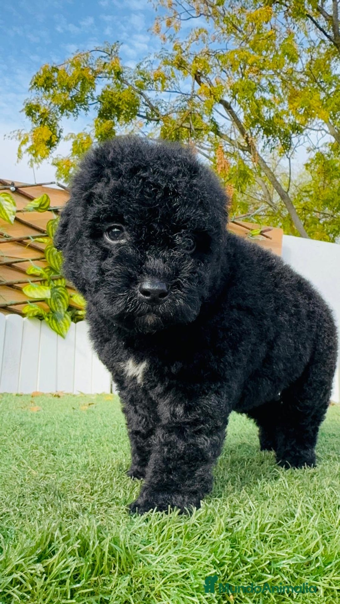 Perro de Agua Español perros en venta: PERRO DE AGUA  - Anuncio 9